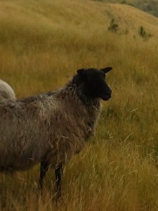 Gotland sheep near Blenheim NZ
